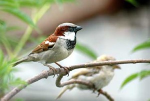 indian-sparrow