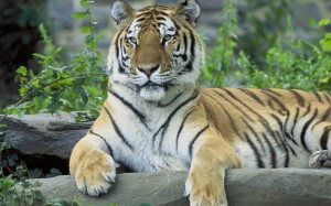 siberian-tiger-resting-animal-hd-wallpaper-2880x1800-8054