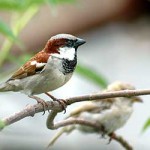 indian-sparrow