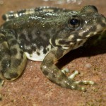 mountain-yellow-frog-500