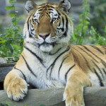 siberian-tiger-resting-animal-hd-wallpaper-2880×1800-8054
