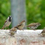 sparrow_jpg_1401365f
