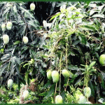 ugadi-mango