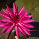 Nymphaea rubra